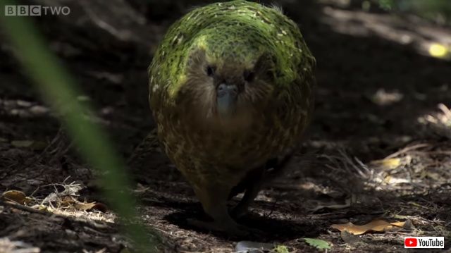 kakapo3_640