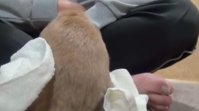 rabbit-5_e