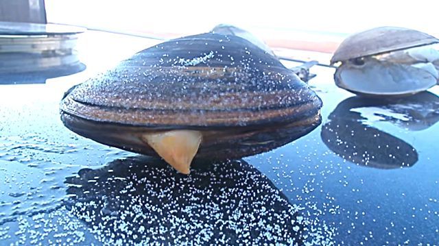 clam2
