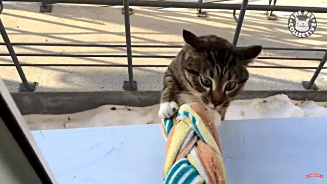 climbingcat1