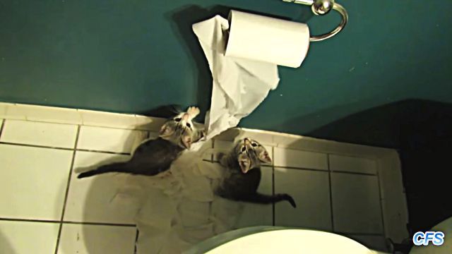 toiletpaper0