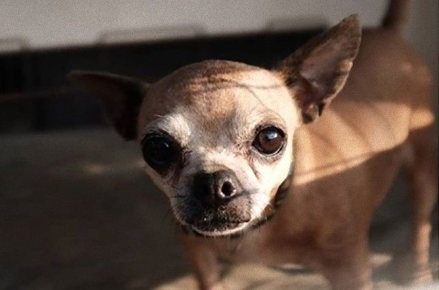 shelterdogs_e
