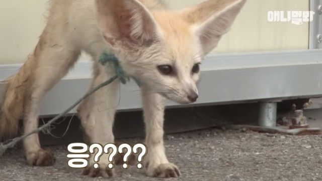 fennec3_e