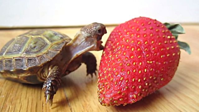 strawberry3