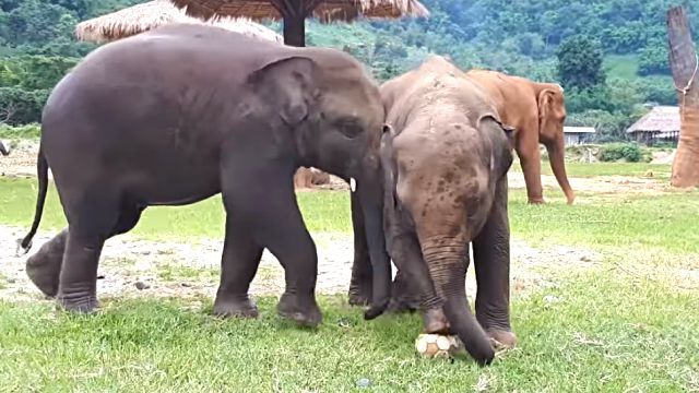 elephantplayingball1