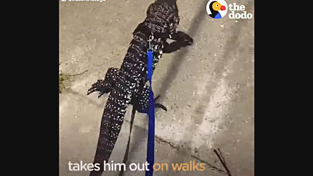 tegu3