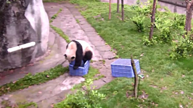 pandalikesblue1