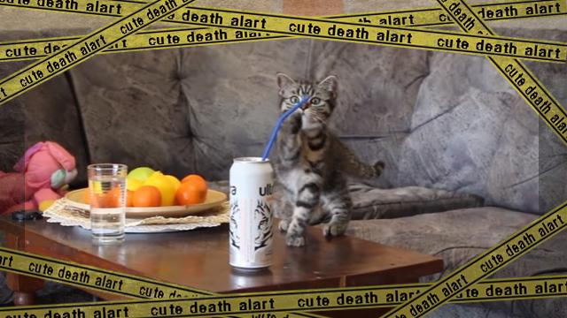 cat-f [www-frame