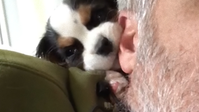puppy-2_e
