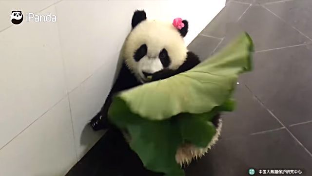 cutepandas3