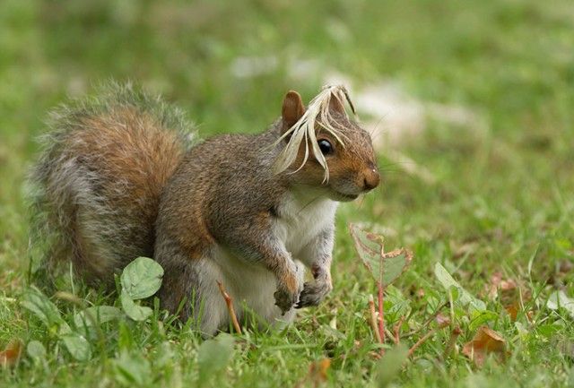 ComedyWildlifePhotoAwards2018 (15)