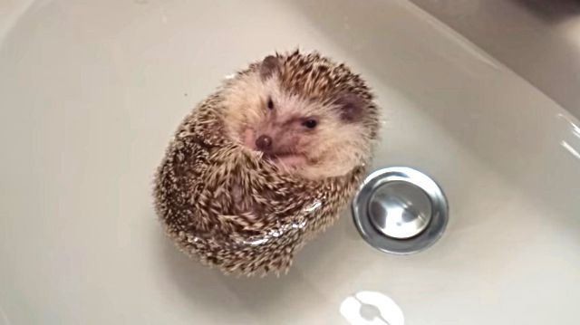 hedgehogboat5
