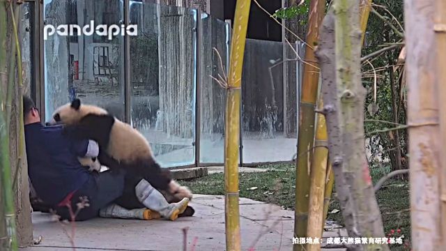 pandakopanda6