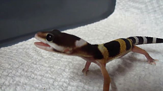 screamingleopa2