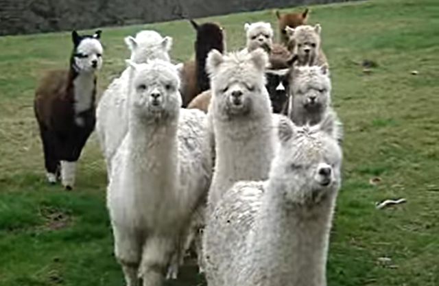 alpaca-approach1