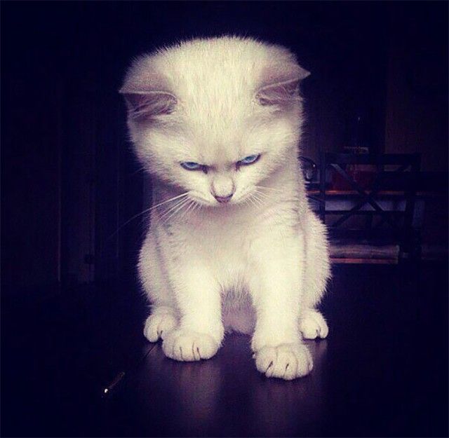 angry-kittens-7-591aef38bedce__700_e
