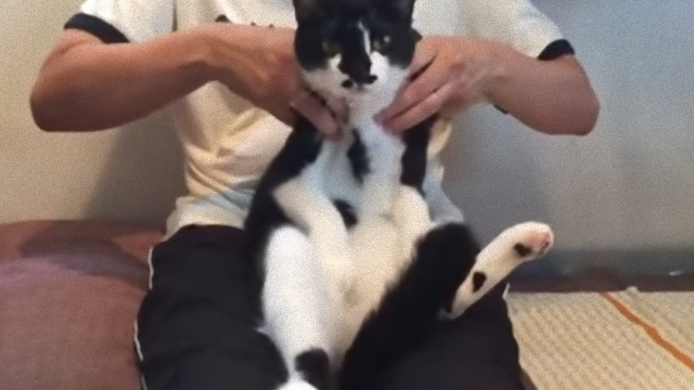 cat-1_e0