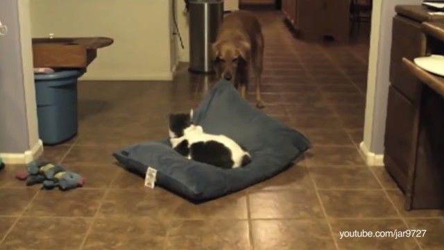 catstealingdogbeds8_e