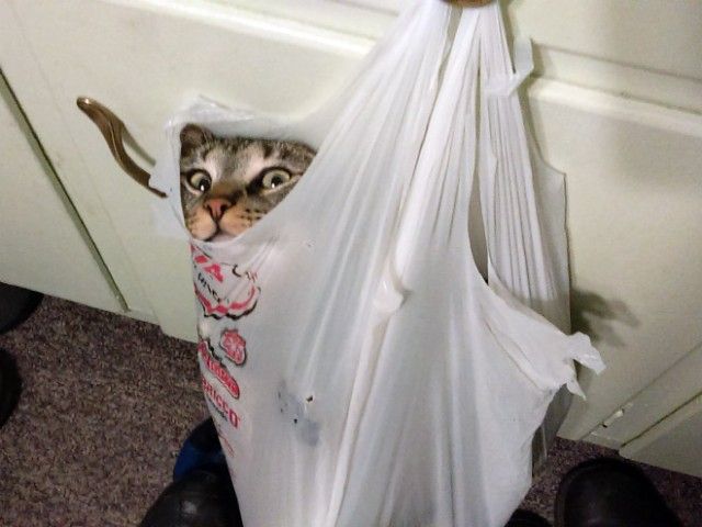 cat-made-a-mistake8_e