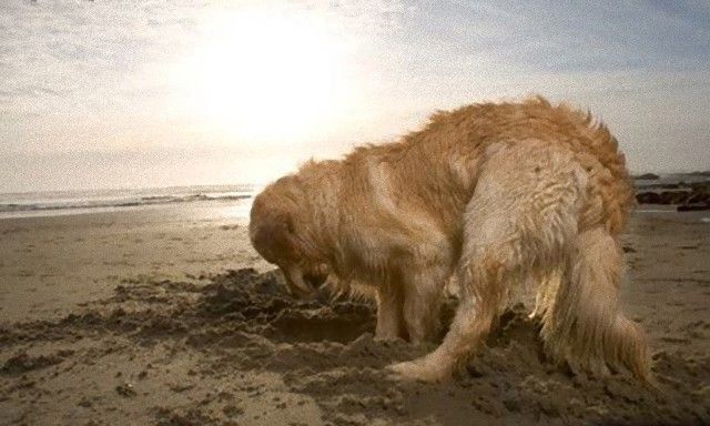 dog-groomer-digging-dogs_e
