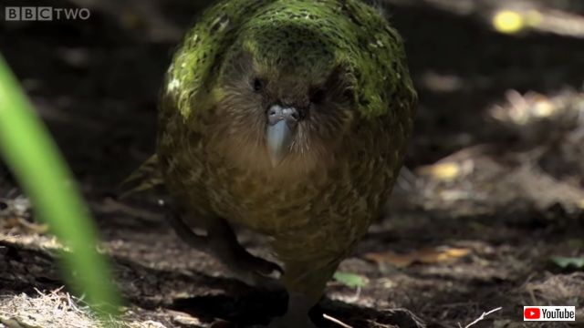 kakapo0_640