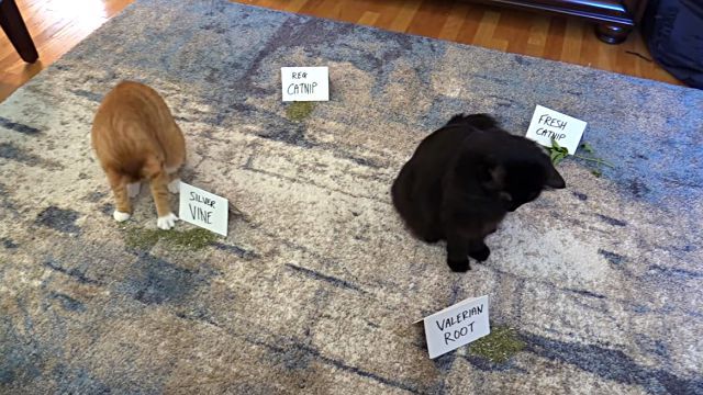 catnip8