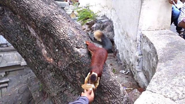 indiangiantsquirrel4
