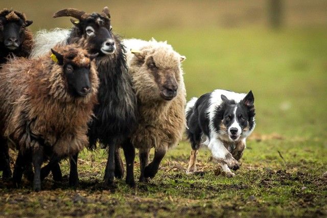 kennel-club-dog-photographer-competition-2017-18_e