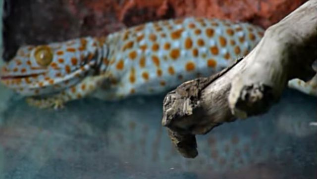 tokay1