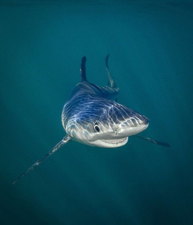 ComedyWildlifePhotoAwards2018 (18)