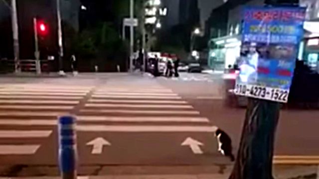 crossingcat1