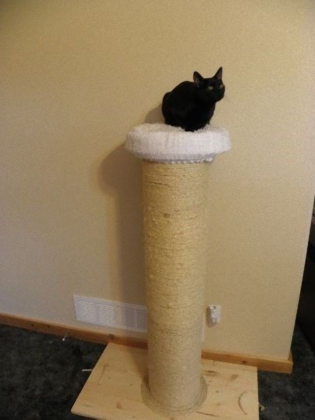 catsinbed10_e
