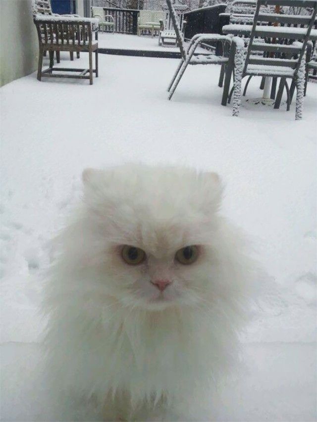 funny-animals-first-snow-cats-dogs10_e