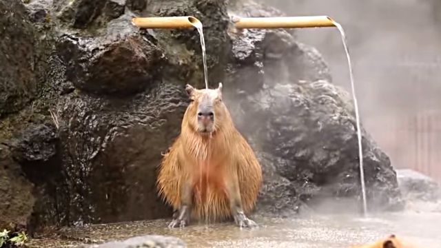 capybaraspa1