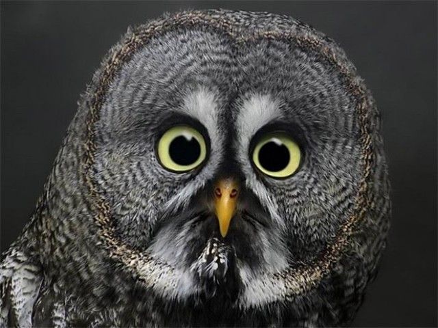 omg1_e
