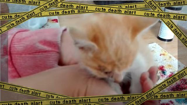 cat-4 [www-frame
