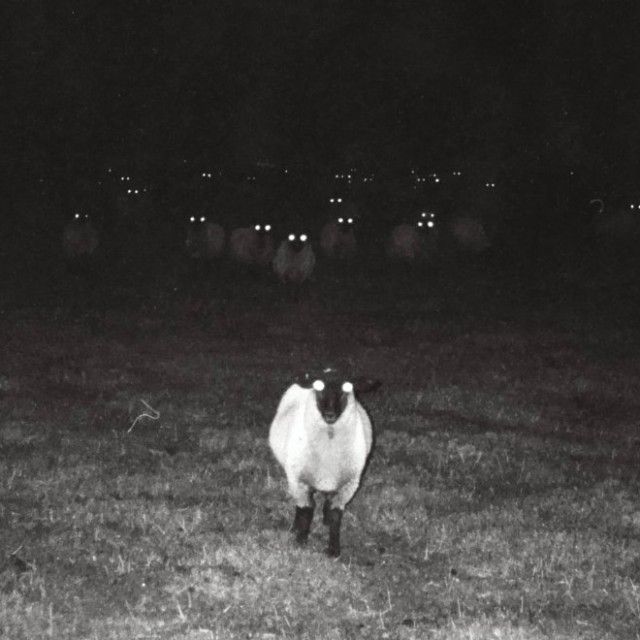 creepy-sheep6_e