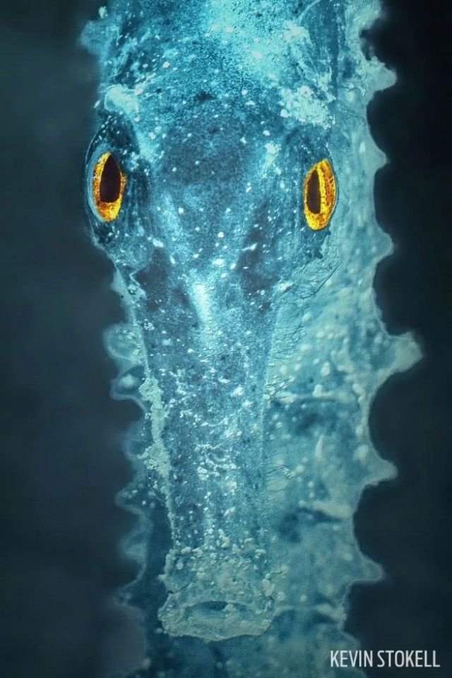 seahorse1_e