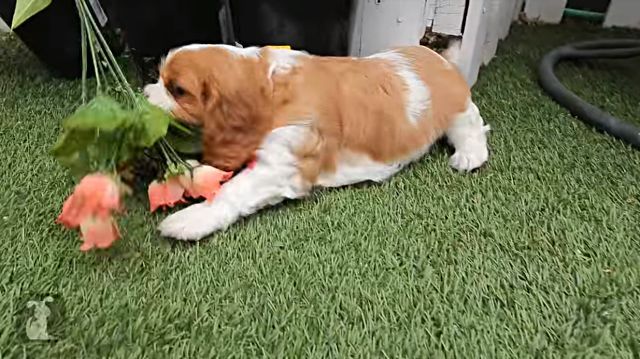 puppies3