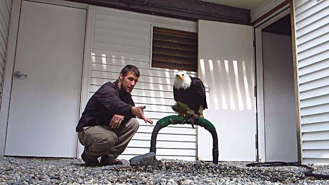 baldeagle2