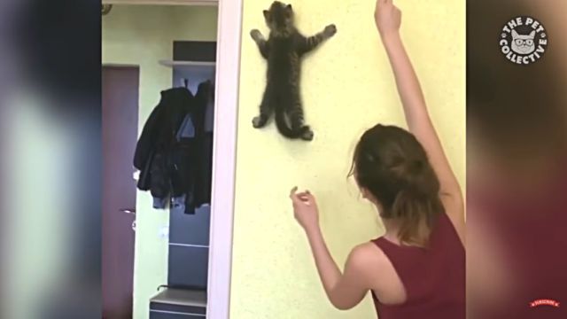 climbingcat2