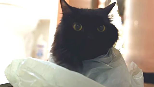 plasticbag0
