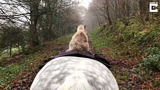 horseridingcat4