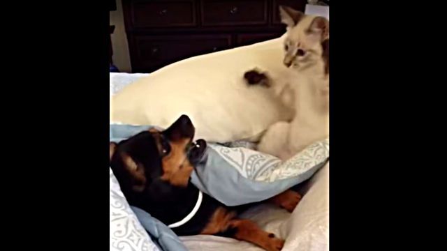PawSlapper5
