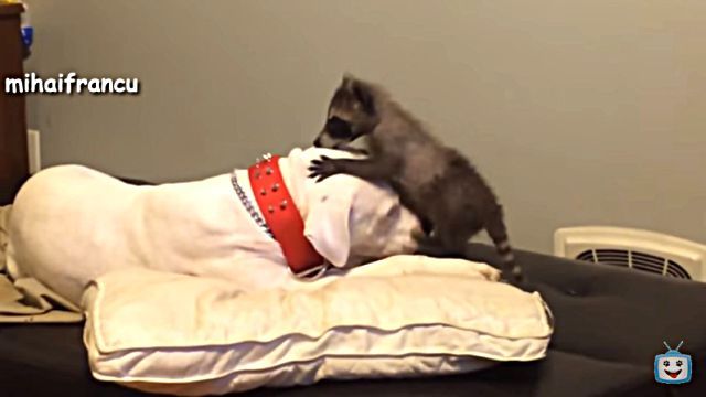 dognbabyanimals4