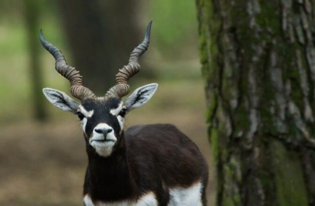 goat5_e