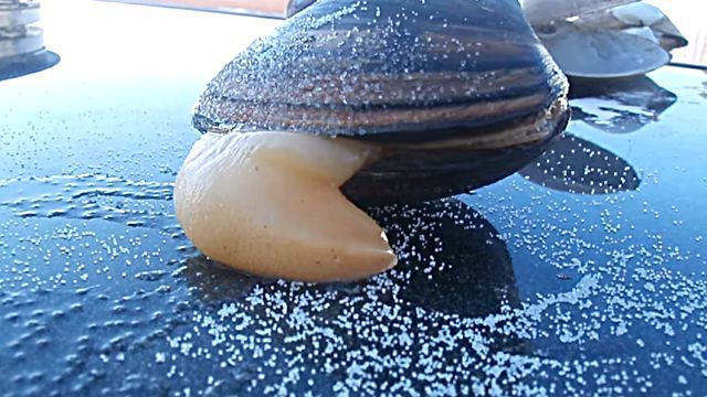 clam4