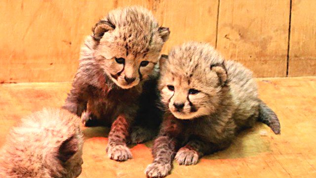 cheetah-eight-cubs-st-louis-zoo-8-5a4f6fd6d0067__700_ea