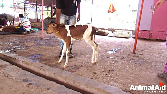 babycalf6