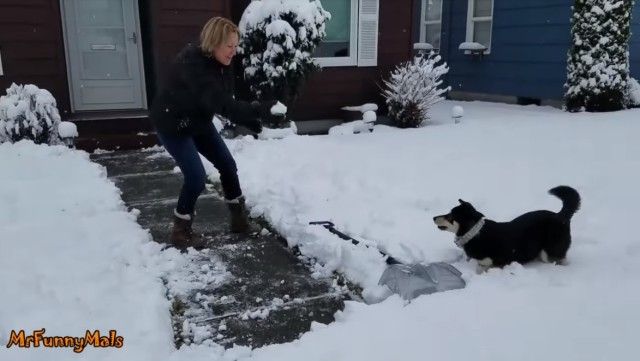dognsnowballs8_e